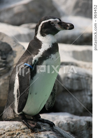penguin, penguins, one (bird) 969452