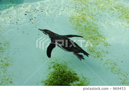penguin, penguins, sea bird 969453