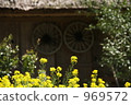 rape, rape blossoms, straw-thatching 969572