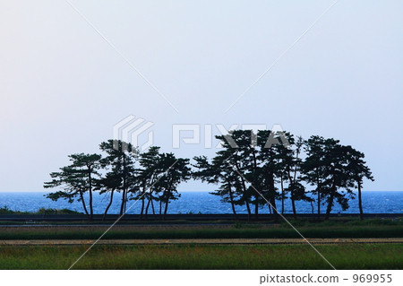 Coastal pine Coastal pine 969955
