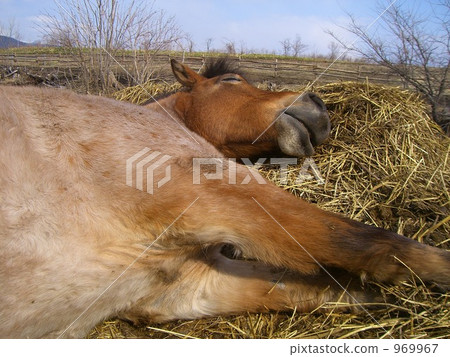 native to hokkaido, nap, napping 969967