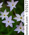 Hananilla 970177