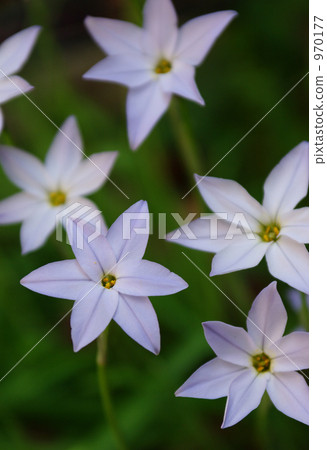 Hananilla Hananilla 970177