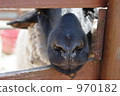 sheep  970182
