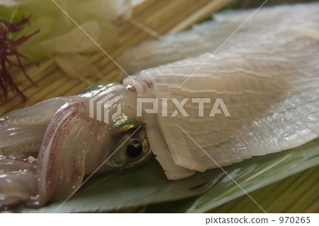 spear squid, sashimi, cuttlefish 970265
