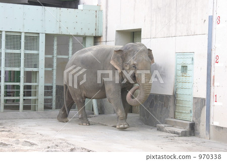 elephant elephant 970338
