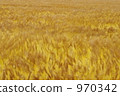 Wheat autumn wind 970342
