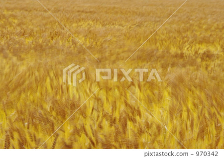 Wheat autumn wind Wheat autumn wind 970342