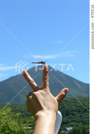 dragonfly dragonfly 970516