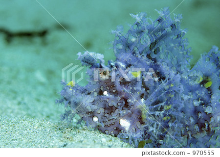 scorpion fish, sebastiscus marmoratus, lifting 970555