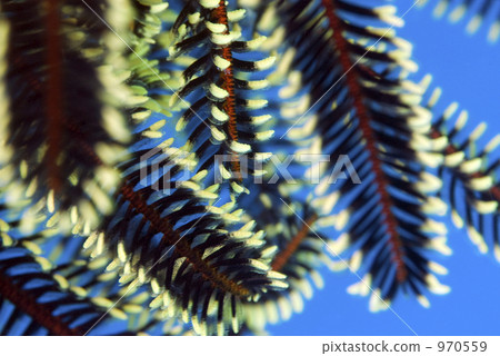 comatulida, echinoderm 970559