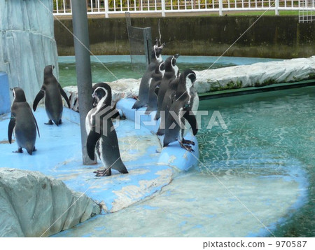 黑白 企鵝 970587