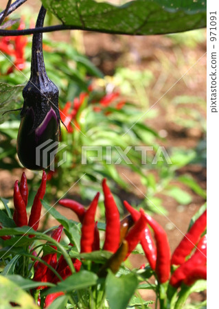 vegetable field, capsicum, cayenne 971091