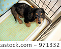 A puppy 971332