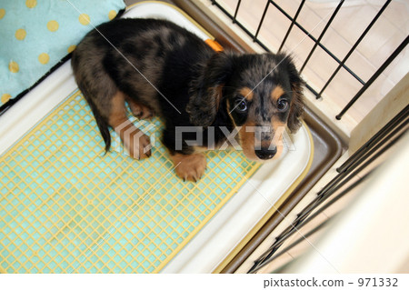 A puppy 971332