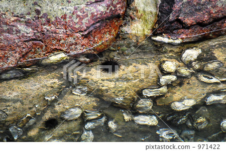 海膽 水生的 水下 971422