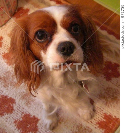 毛孩 狗 狗狗 971759