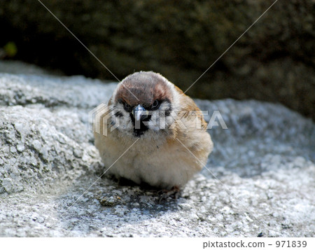 麻雀 岩石地帶 舉起 971839