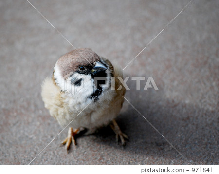 麻雀 舉起 向上 971841