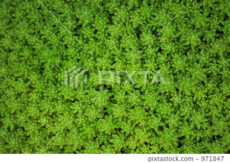 Sedum Sedum 971847
