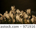 japanese pampas grass, autumn, autumnal 971916
