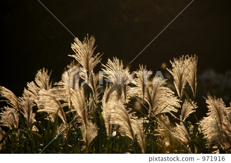 japanese pampas grass, autumn, autumnal 971916
