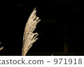 japanese pampas grass, botanic, botanical 971918