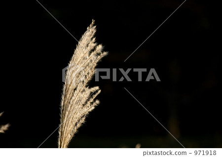 japanese pampas grass, botanic, botanical 971918