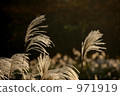 grass, grasses, the grass 971919