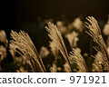 botanic, botanical, plant 971921