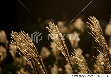 botanic, botanical, plant 971921