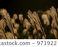 japanese pampas grass, autumn, autumnal 971922