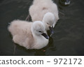 two animals, baby bird, chick 972172