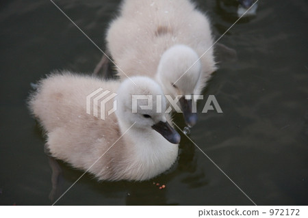 two animals, baby bird, chick 972172