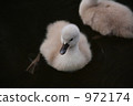 baby bird, chick, swan 972174