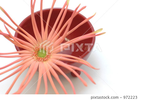 Flower Kazunari Gerbera 972223