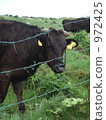 奶牛 牲口 牛 972425