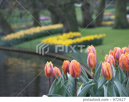 Tulip 972627