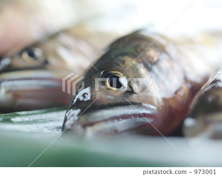 新鮮的香魚 新鮮的香魚 973001