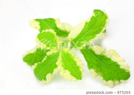 薄荷 973203