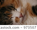 calico cat, cat, pussy 973507
