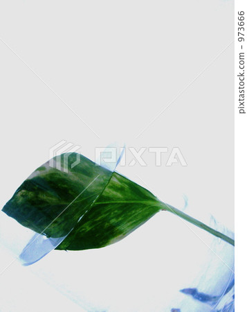 botanic, botanical, plant 973666
