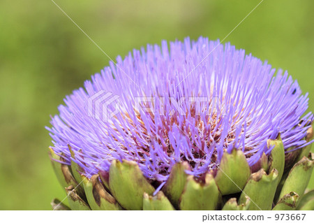 Artichoke flowers Artichoke flowers 973667