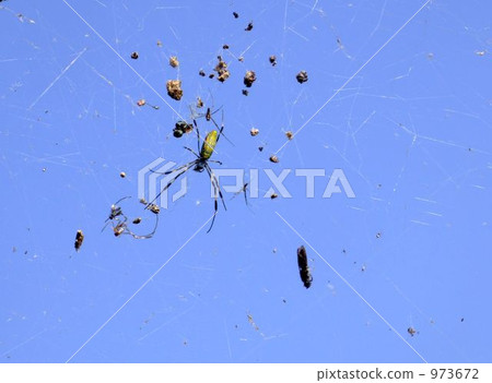 織網蜘蛛 蜘蛛 973672