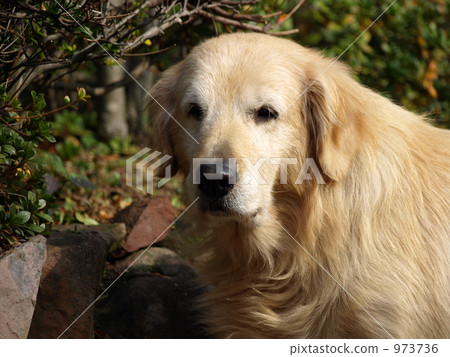 黃金獵犬 金毛獵犬 毛孩 973736