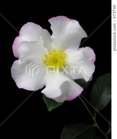 Southernka'Hanako Hime' Southernka'Hanako Hime' 973740