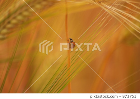 瓢蟲的稻草走路 瓢蟲的稻草走路 973753