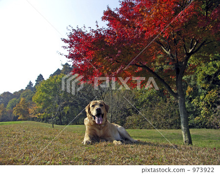 拉布拉多半島 毛孩 狗 973922