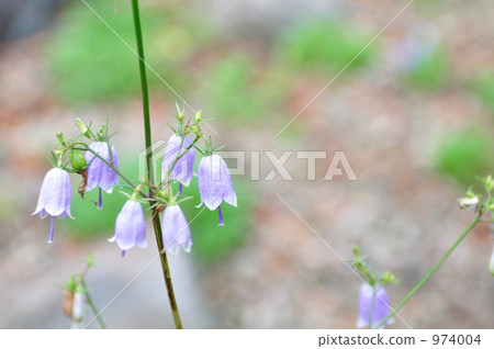 Tulipaneninjin（Trinidae屬） 974004