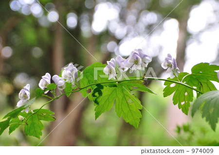 Torikabuto (Torigomo herbal medicine: Tako · Woow) Torikabuto (Torigomo herbal medicine: Tako · Woow) 974009